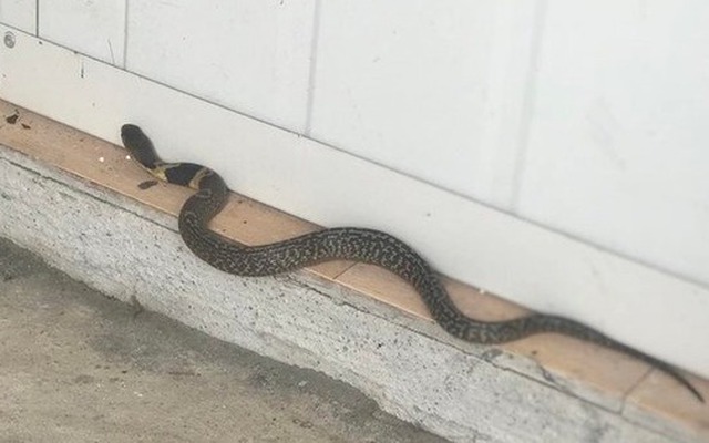 5 thứ âm thầm dụ rắn vào nhà