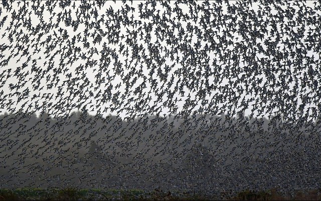 Hàng triệu con chim có hành vi lạ trên bầu trời, nhà khoa học cảnh báo: Dấu hiệu chẳng lành cho nhân loại