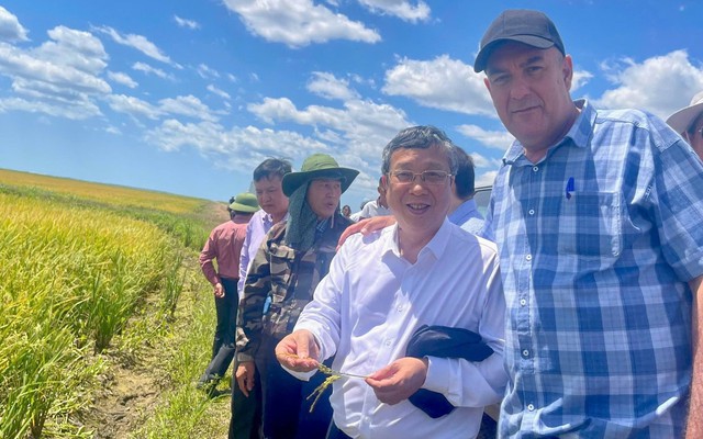 Giống lúa của Việt Nam "gây bão" ở Cuba: Bộ trưởng Cuba khen “thơm ngon, chất lượng tốt”