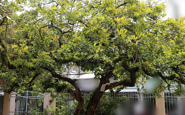 Không phải mê tín, đây là 3 loại cây càng trồng càng may mắn, đẹp sang hơn cả hoa, được nhà giàu thích mê