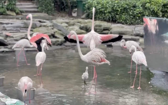 Thảo Cầm Viên đón tin vui "chấn động" sau 20 năm