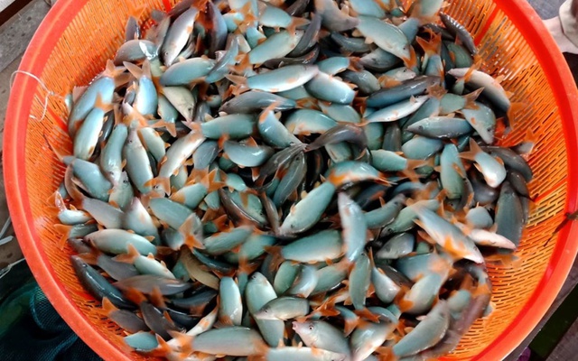 Đặc sản sông Mê Kông có tiếng kêu eng éc như lợn: Nông dân nuôi thành công, giá nửa triệu đồng/kg