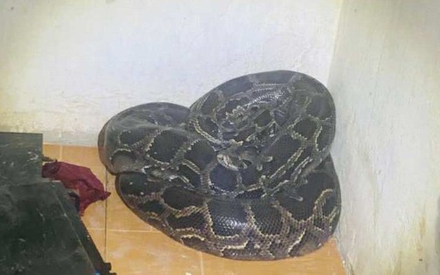 Con vật quý hiếm nặng 30kg bất ngờ viếng thăm vườn nhà dân