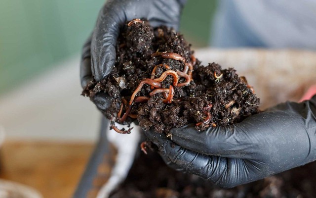 Con vật ăn rác, ‘thải ra vàng nâu’ giúp lão nông dân thu hơn 6,2 tỷ mỗi năm