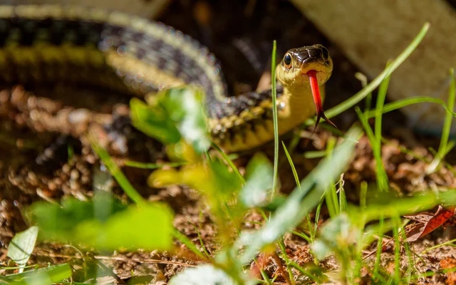 5 sai lầm ‘dẫn’ rắn vào nhà: Nhiều gia đình mắc mà không biết