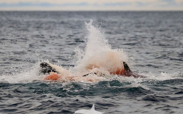 Lần đầu tiên con người vừa chụp được những hình ảnh đáng kinh ngạc này ở Na Uy