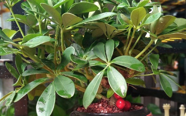 Loài cây "dễ chiều" hơn kim tiền 100 lần, trồng đâu xanh đó, tài lộc kéo vào nhà