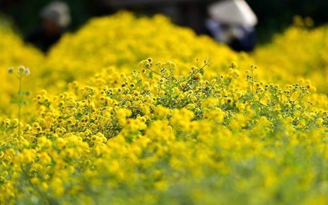 2 loài hoa vừa thanh lọc không khí, vừa hút tài lộc: Tết này không thể thiếu trong nhà