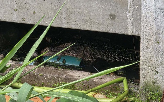 Kỳ đà kéo theo một chiếc túi, người dân thấy lạ nên đến kiểm tra thì tái mặt, vội báo cảnh sát