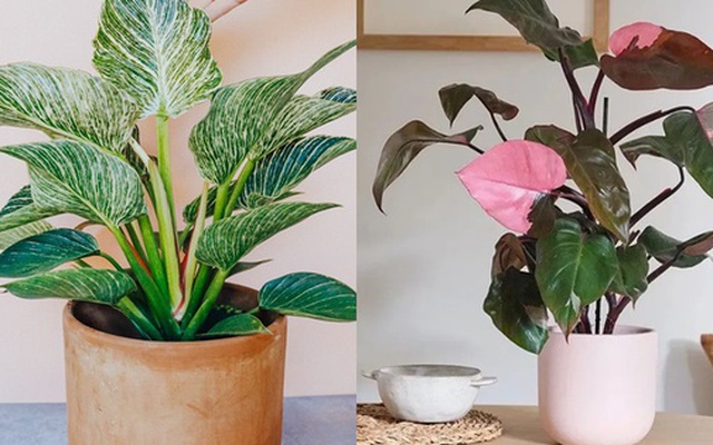 Ông bà dặn: 5 loại cây đặt đúng vị trí là thành “máy hút tài lộc” cho gia đình