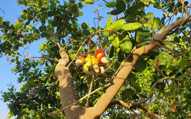 Sau lúa "gây bão", Việt Nam đem loại cây được ví là "vàng mười" sang trồng 2.000 ha tại Cuba