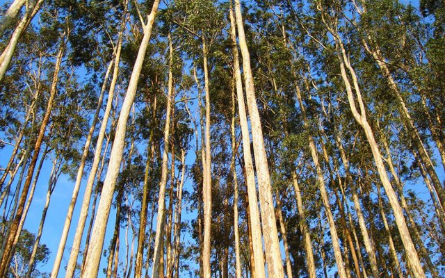 3 loại cây phổ biến song không nên trồng sát nhà: Có loại phá hỏng móng, có loại nguy hiểm vì "háo nước"