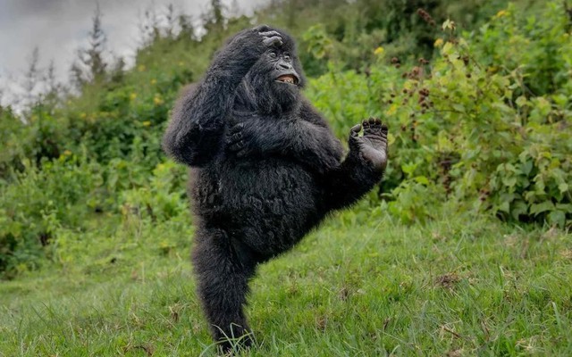 Khoảnh khắc đoạt giải thưởng cao nhất ảnh động vật hoang dã hài hước 2025