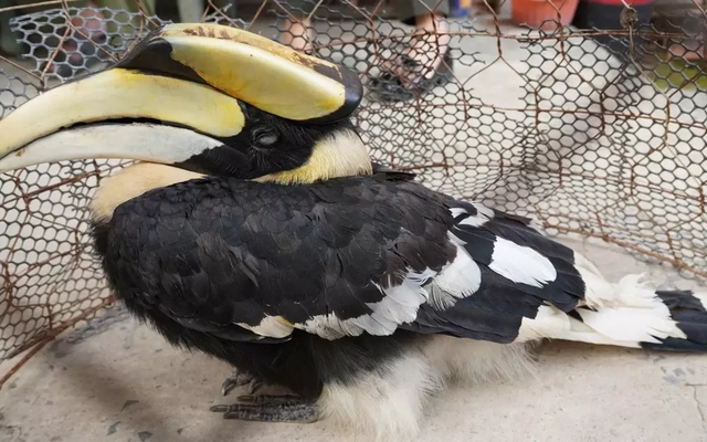 Chim hồng hoàng quý hiếm lạc vào ruộng ở Tây Ninh