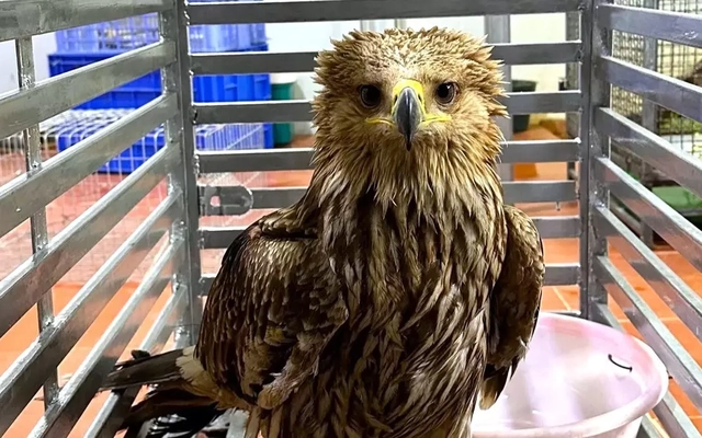 Phát hiện đại bàng đầu nâu quý hiếm nằm thoi thóp bên đường