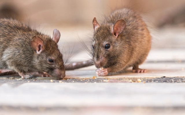 Chuột rất sợ 1 loại gia vị trong bếp: Để quanh nhà, chuột chẳng dám bén mảng