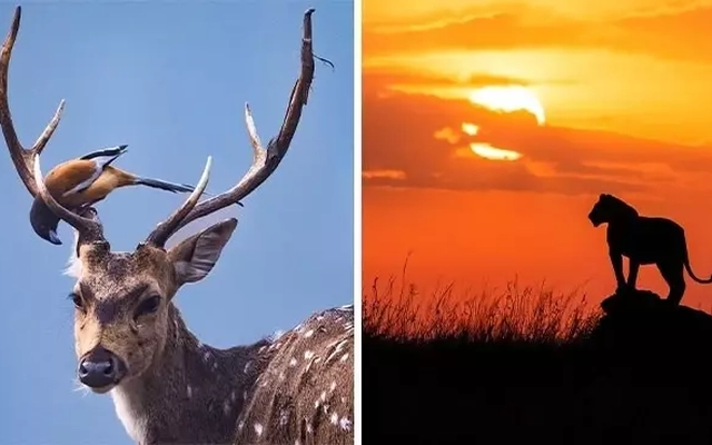 Khoảnh khắc kỳ diệu nhiếp ảnh gia bắt trọn vẻ đẹp hoang dã