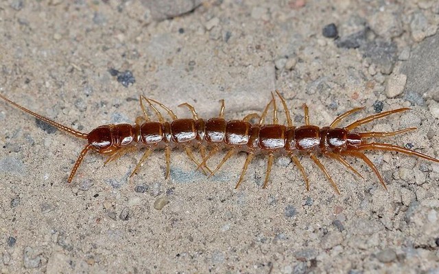 Lý do rết bò vào nhà và cách đuổi chúng "một đi không trở lại"