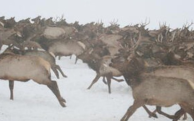 Hàng ngàn sinh vật khổng lồ tràn qua rừng lúc nửa đêm, cảnh tượng khiến mọi người sợ hãi rồi chết lặng