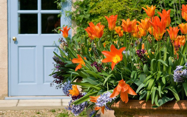 5 loại cây trồng trước nhà rất hợp: Khách đến ấn tượng mãi không quên!