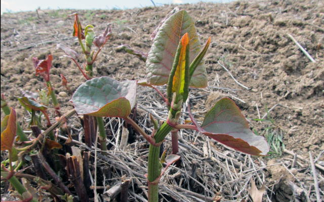 Loài cây là "ác mộng kinh hoàng" khiến các chủ đất “mất ăn mất ngủ”: Rễ đâm thủng cả bê tông, phá hủy hết móng nhà