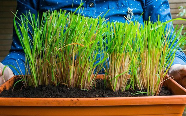 5 loại cây phổ biến tại Việt Nam "trấn trạch", giữ bình an cho ngôi nhà, là vị thuốc quý như sâm