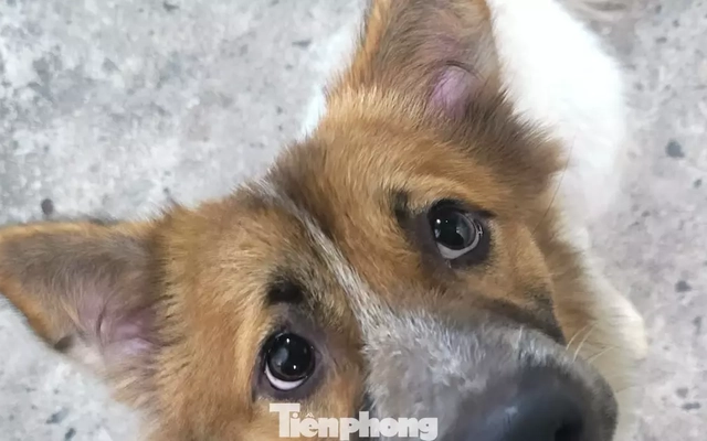 Vụ chó nghi dại cắn bé 1 tuổi ở Đà Nẵng: Bất ngờ về số lượng ổ bệnh dại ở xã