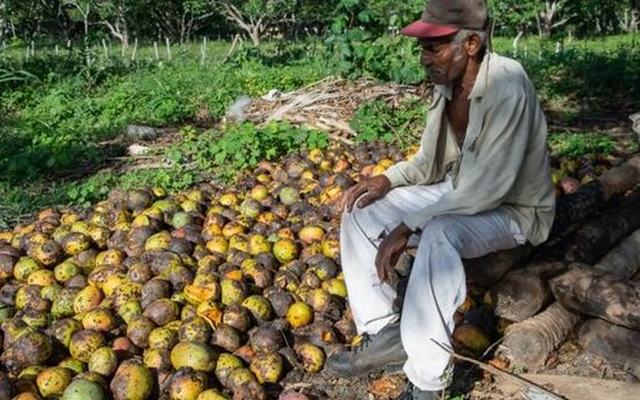 Một loại 'vàng xanh trên cây' của Cuba gặp khó: Bất ngờ thối rữa tại vườn không thể thu hoạch, thị trường sốt giá lên mức xa xỉ