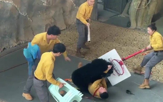 Kinh hoàng khoảnh khắc gấu đen tấn công huấn luyện viên trong sở thú