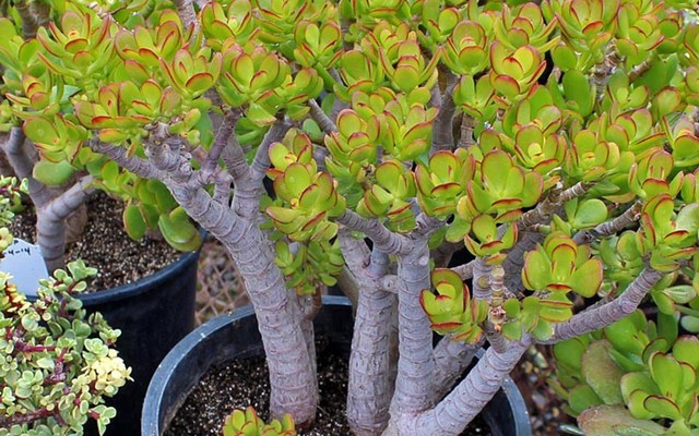 Không phải phát tài, kim tiền, người Trung Quốc coi đây mới là cây phú quý: Nhiều người Việt chưa biết