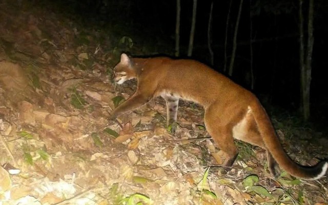 Đặt 120 bẫy ảnh, sau hơn 2 tháng chuyên gia bất ngờ phát hiện loài vật hiếm từng vắng bóng nhiều năm