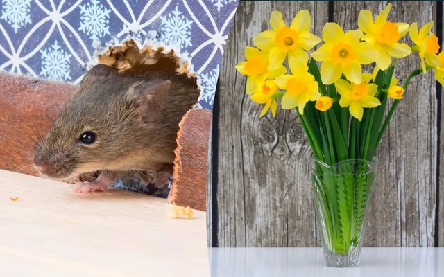 Chuột rất sợ 7 loại cây này: Muốn đuổi chuột, hãy trồng ít nhất 1 loại