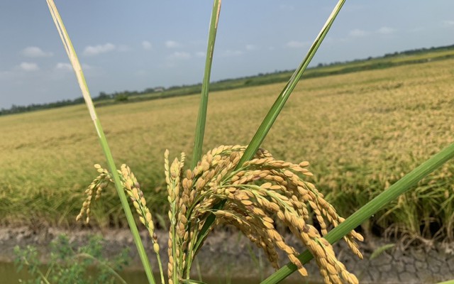 Lúa Việt Nam có gì đặc biệt mà "làm mưa làm gió" trên đồng ruộng Thái Lan, áp đảo cả hàng bản địa?