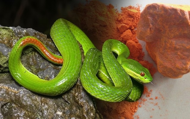 Đây là loại mùi đến rắn độc cũng sợ hãi: Dân gian dùng từ lâu nhưng cực kỳ nguy hiểm nếu làm sai