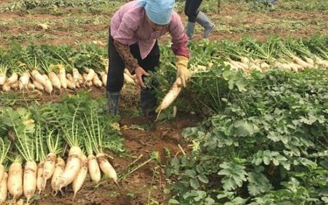 Việt Nam có loại củ được ví như “nhân sâm mùa đông”: Luộc hay kho đều ngon, Đông Y coi là thuốc tự nhiên