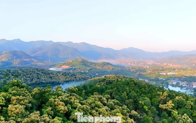 'Báu vật' của người Hải Phòng nở hoa trắng rừng