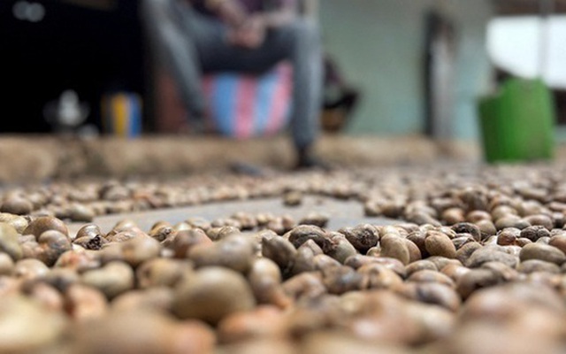 'Sản vật' tỷ đô của Việt Nam được người Trung Quốc ồ ạt thu mua với giá đắt đỏ, nước ta xuất khẩu bỏ xa thế giới