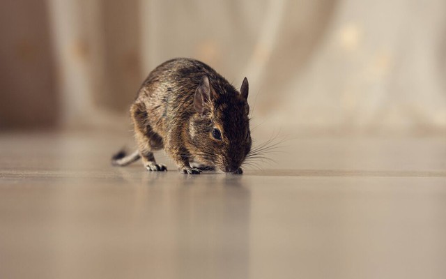 Chuột cực kỳ sợ 4 loại mùi này: Toàn những loại quen thuộc tới bất ngờ