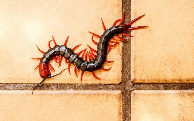 3 yếu tố - 5 hành động thu hút rết vào nhà: Rất nhiều người Việt mắc