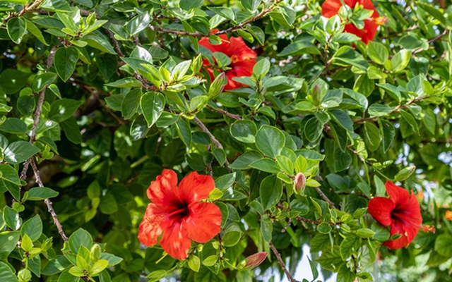 Loại cây mang lại may mắn và phúc lộc, người Việt hay trồng làm hàng rào: Từ rễ tới hoa đều là thuốc