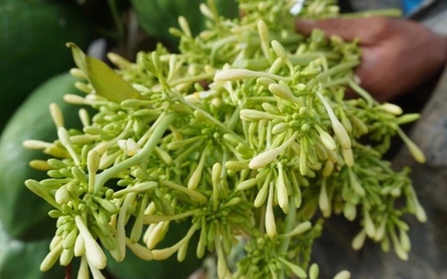 Uống hoa đu đủ đực sai cách, coi chừng rước họa: 6 nhóm người tuyệt đối không nên dùng