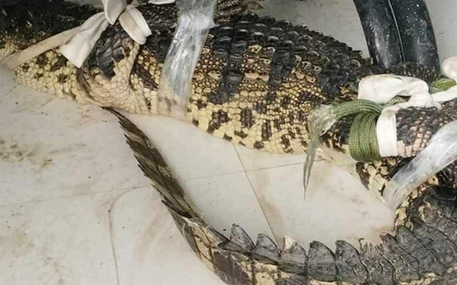 Người dân Cà Mau "dụ" cá sấu vào ao nước đặt sẵn lú để vây bắt