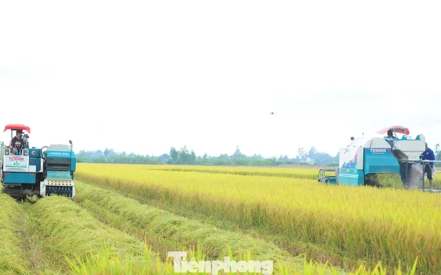 Trồng lúa giảm phát thải lợi nhuận tăng ít nhất 20%