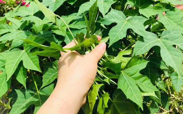 Việt Nam có loại rau cực bổ dưỡng, được giới khoa học khen ngợi hết lời: Tiếc là ít người biết để ăn