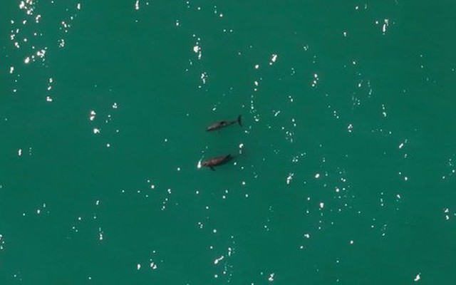 Loài vật quý hiếm bậc nhất thế giới, chỉ còn lại đúng 10 con