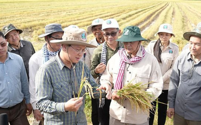 Không phải ST25, một giống lúa nhận danh hiệu ngon nhất thế giới 7 lần liên tiếp, chủ sở hữu là láng giềng của Việt Nam