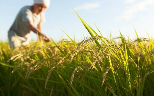 Buồn của nền kinh tế lớn thứ 4 thế giới: Nhập khẩu gạo tăng gấp 100 lần, hàng nội địa ‘bão chồng bão’