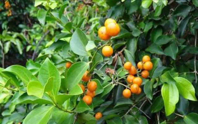 5 loại cây không nên trồng ở trước cửa nhà, gia chủ cố tình trồng thì hậu quả khôn lường