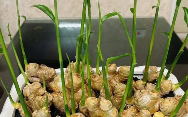 3 loại cây nên trồng vào năm 2026: Vừa làm thuốc quý vừa hút sinh khí, tài lộc vào nhà