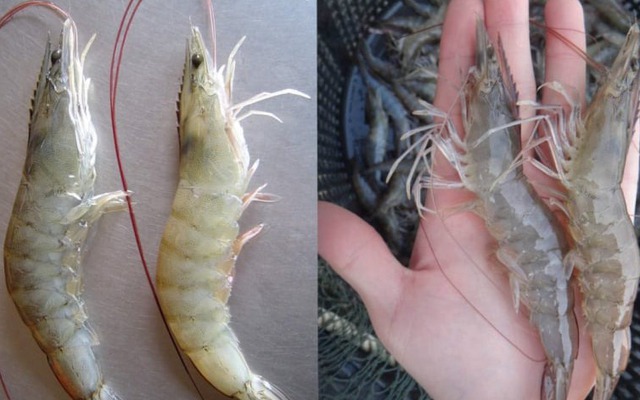 Mua tôm, cứ học thuộc mẹo này là biết tôm tươi hay tôm bơm hóa chất